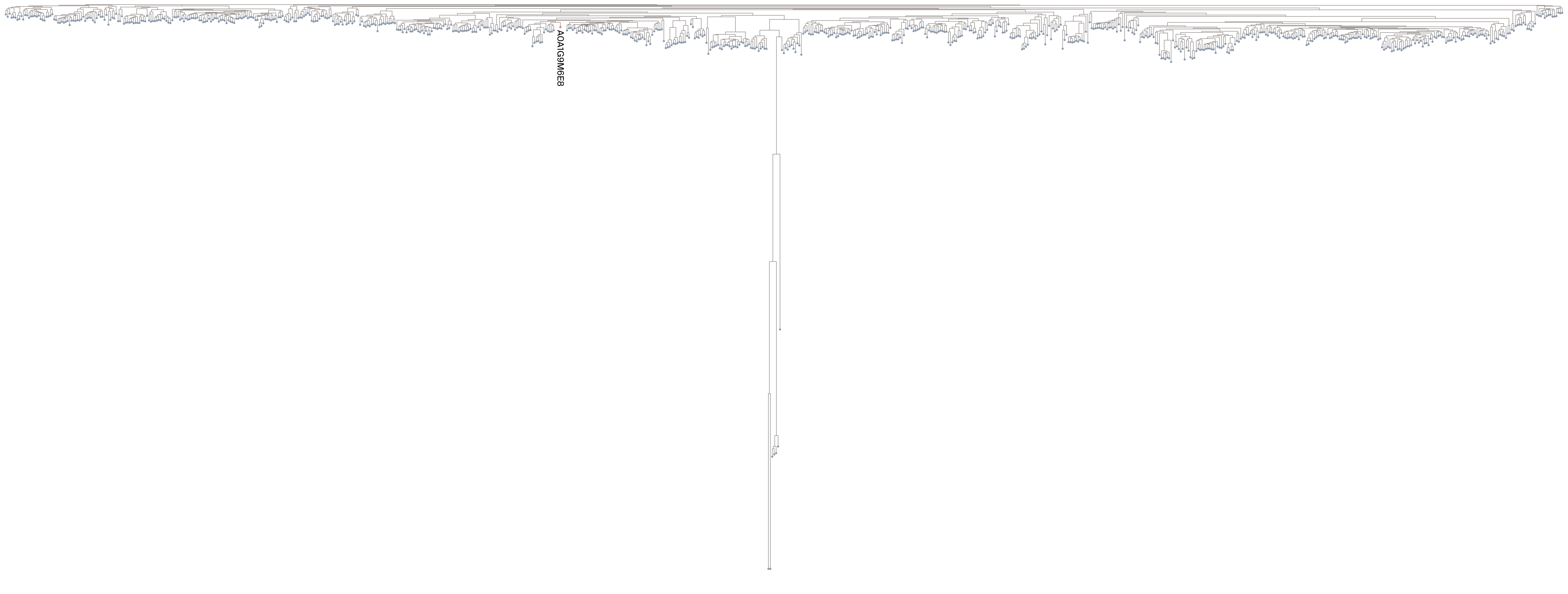 Phylogenetic tree with extreme outlier clade showing disproportionately long branch lengths.
