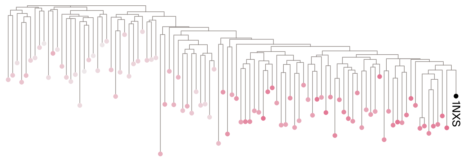Unrooted tree for OmpR query with leaves colored by median sequence weight showing gradient of attention from query.