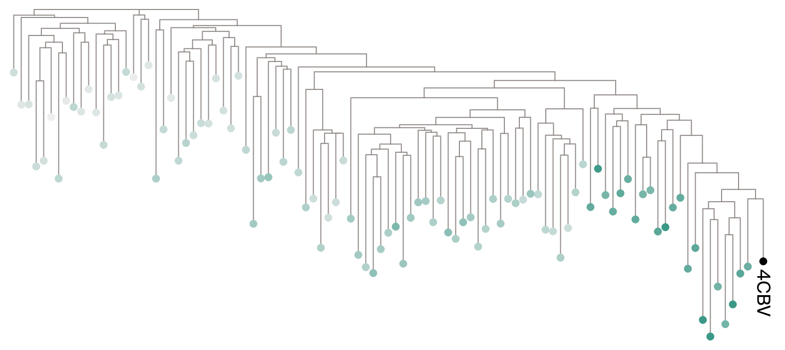 Unrooted tree for LytTR query with leaves colored by median sequence weight showing gradient of attention from query.