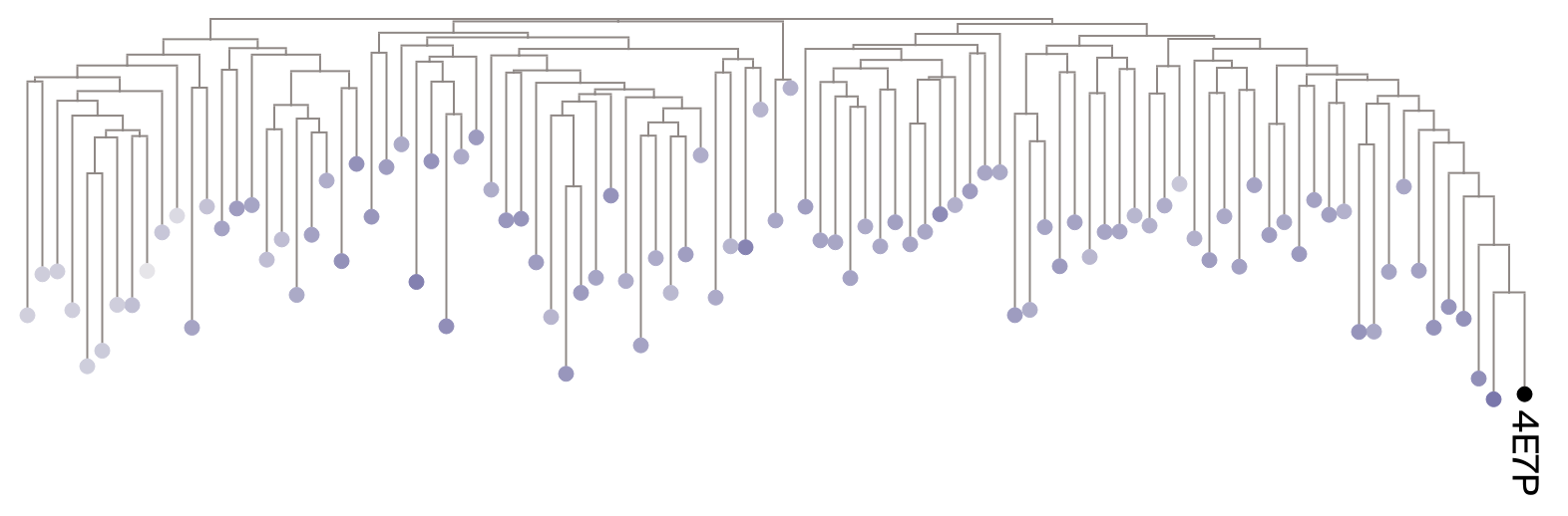 Unrooted tree for GerE query with leaves colored by median sequence weight showing gradient of attention from query.