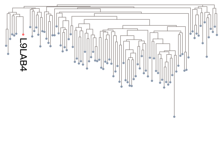 Phylogenetic tree topology for MSA with median model fit showing branching structure.
