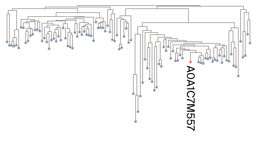 Phylogenetic tree topology for MSA with high model fit showing branching structure.