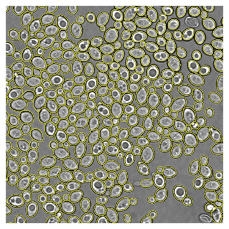 Center crop of a brightfield field of ovoid budding yeast with yellow cell outlines.
