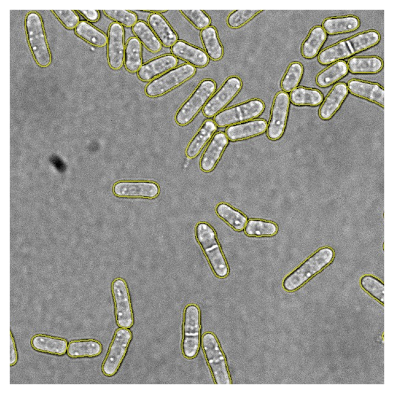 Center crop of a brightfield field of rod-shaped fission yeast with yellow cell outlines.