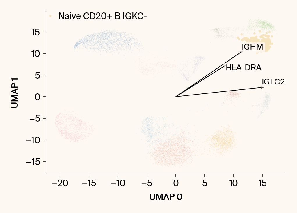 Scatter plot of the UMAP embedding with the class Naive CD20+ B IGKC- highlighted, with the top gene features overlaid as vectors.