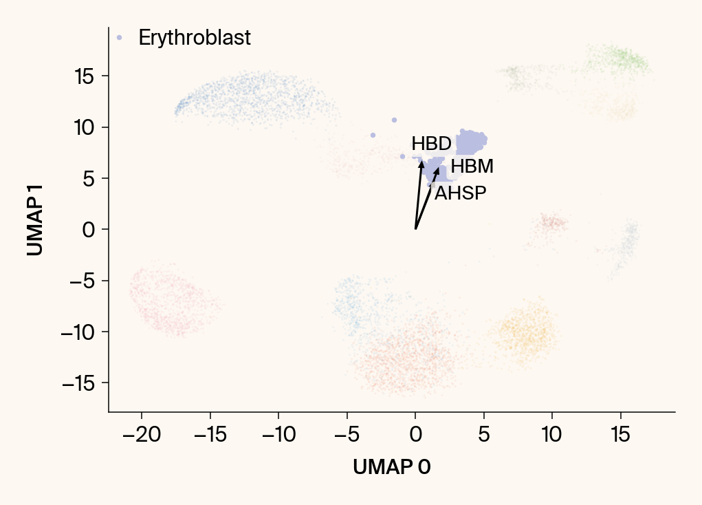 Scatter plot of the UMAP embedding with the class Erythroblast highlighted, with the top gene features overlaid as vectors.