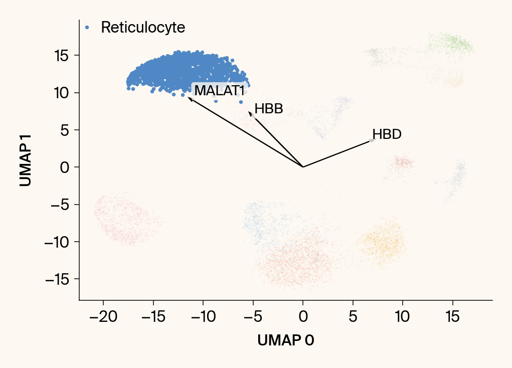 Scatter plot of the UMAP embedding with the class Reticulocyte highlighted, with the top gene features overlaid as vectors.