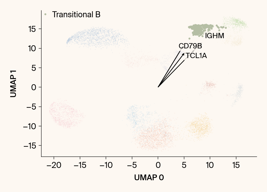 Scatter plot of the UMAP embedding with the class Transitional B highlighted, with the top gene features overlaid as vectors.