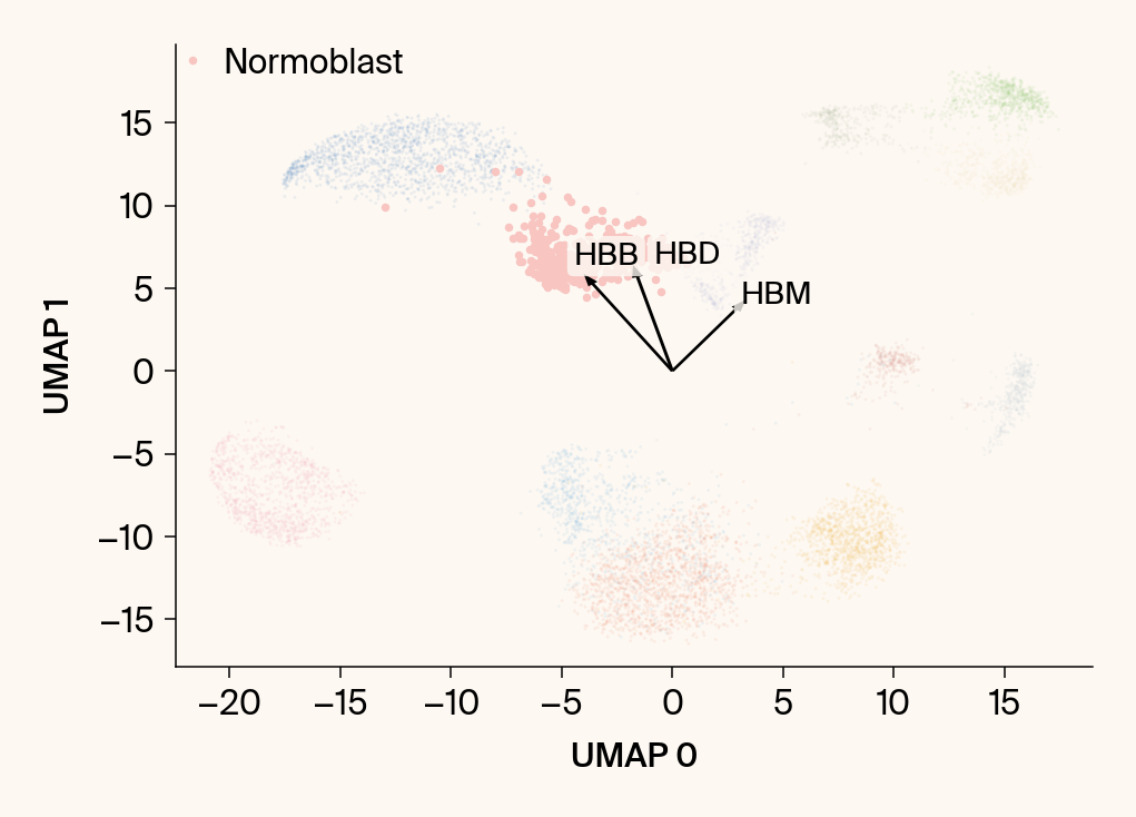 Scatter plot of the UMAP embedding with the class Normoblast highlighted, with the top gene features overlaid as vectors.
