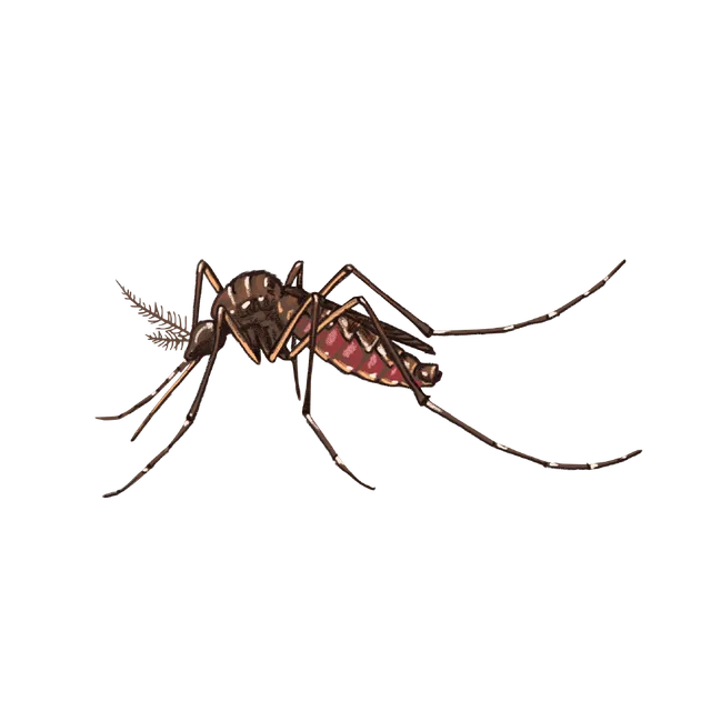 Yellow fever mosquito (Aedes aegypti) scientific illustration