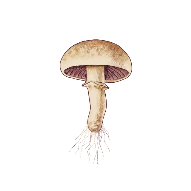 White button mushroom (Agaricus bisporus) scientific illustration