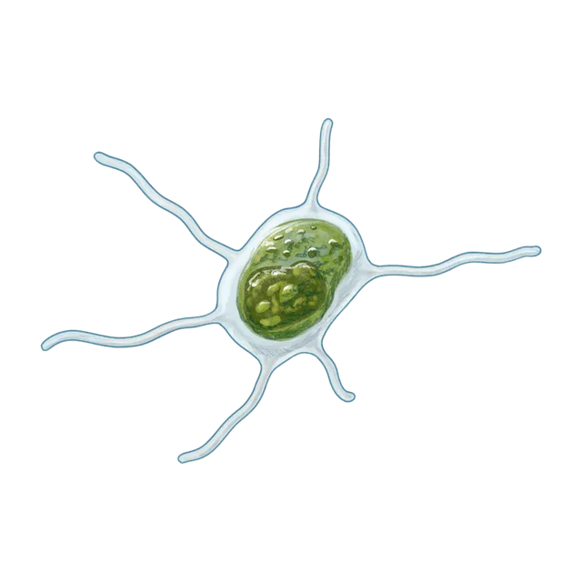 Alga (Amorphochlora amoebiformis) scientific illustration