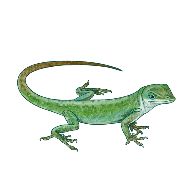Green anole (Anolis carolinensis) scientific illustration