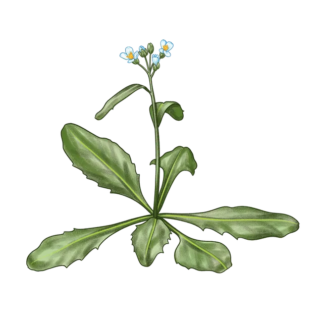 Thale cress (Arabidopsis thaliana) scientific illustration