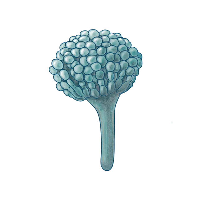 Filamentous fungus (Aspergillus nidulans) scientific illustration