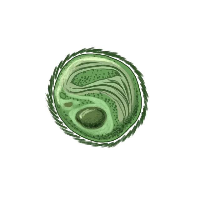 Picoplankton (Bathycoccus prasinos) scientific illustration
