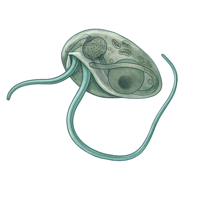 Phagotrophic protozoan (Bodo saltans) scientific illustration