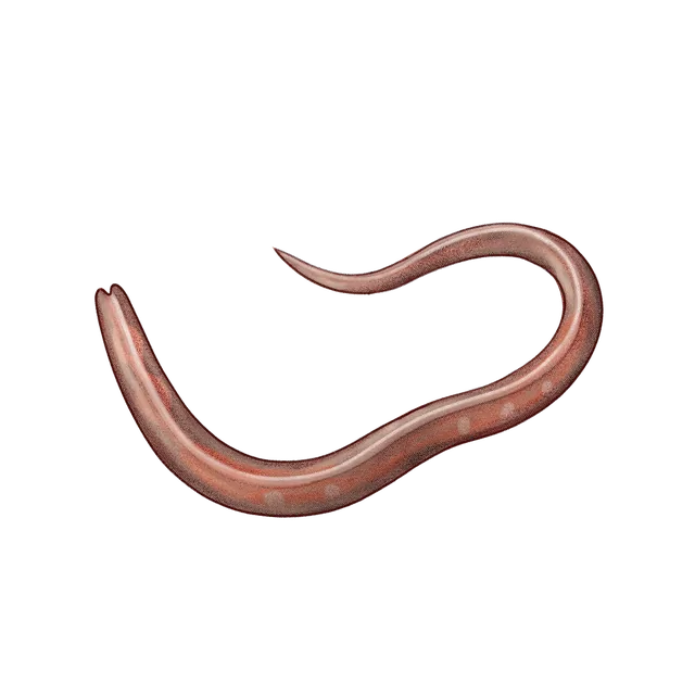 Nematode (Caenorhabditis elegans) scientific illustration
