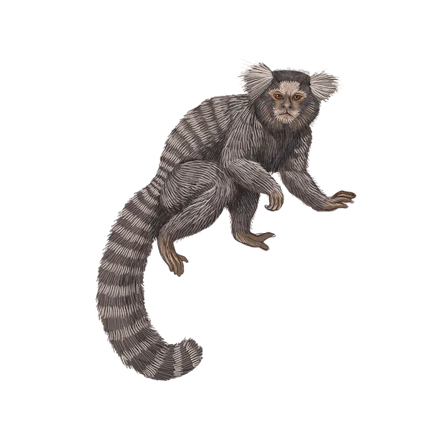 Common marmoset (Callithrix jacchus) scientific illustration