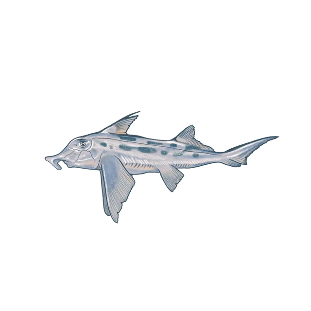 Australian ghostshark (Callorhinchus milii) scientific illustration