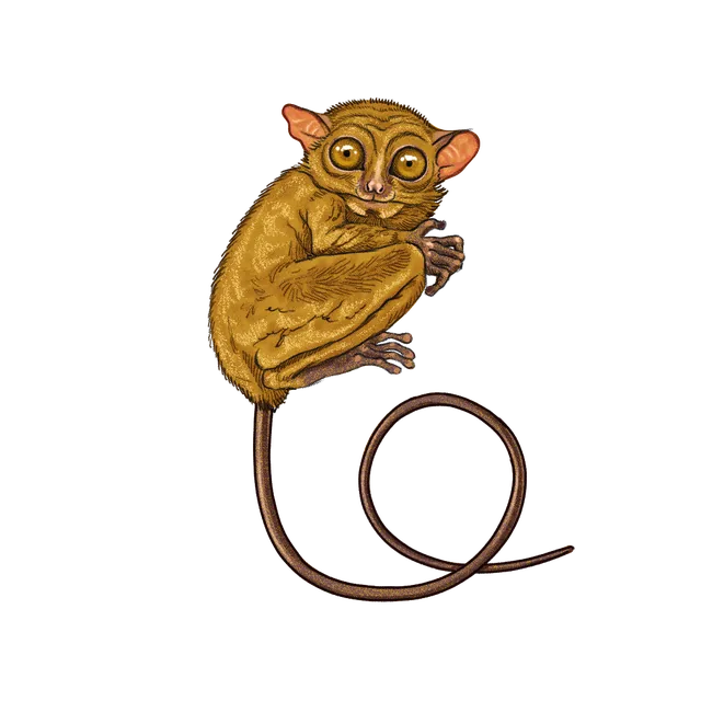 Philippine tarsier (Carlito syrichta) scientific illustration