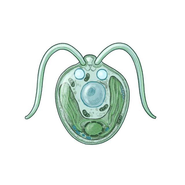 Flagellated green alga (Chlamydomonas reinhardtii) scientific illustration