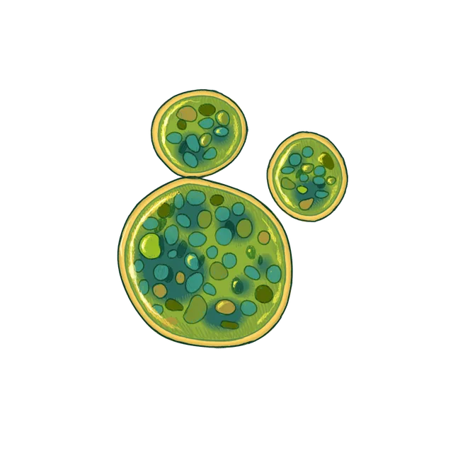 Green alga (Chlorella vulgaris) scientific illustration