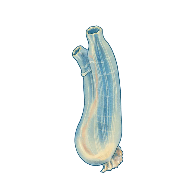 Sea squirt (Ciona intestinalis) scientific illustration