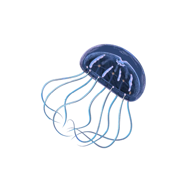 Hydrozoan (Clytia hemisphaerica) scientific illustration