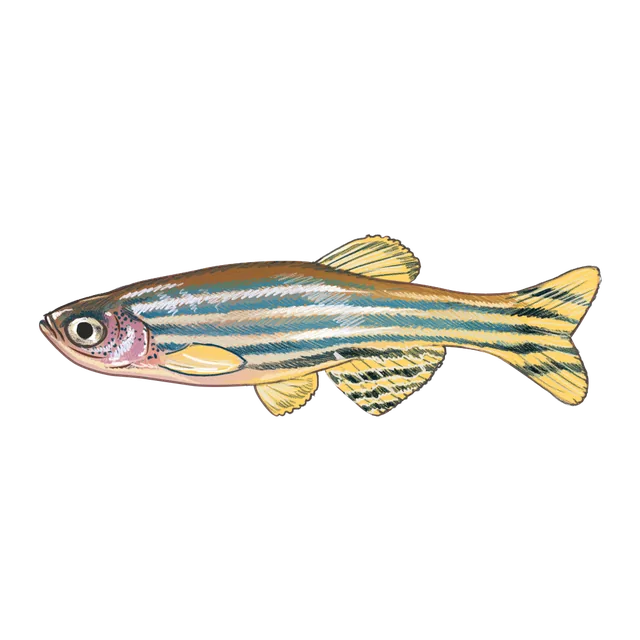Zebrafish (Danio rerio) scientific illustration