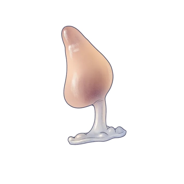 Social amoeba (Dictyostelium discoideum) scientific illustration