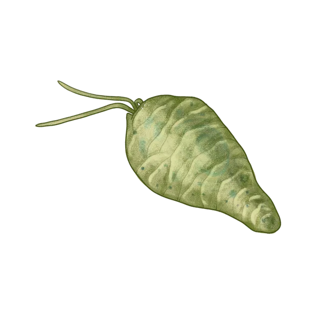Flagellate (Diplonema papillatum) scientific illustration