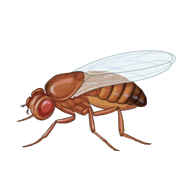 Fruit fly (Drosophila melanogaster) scientific illustration