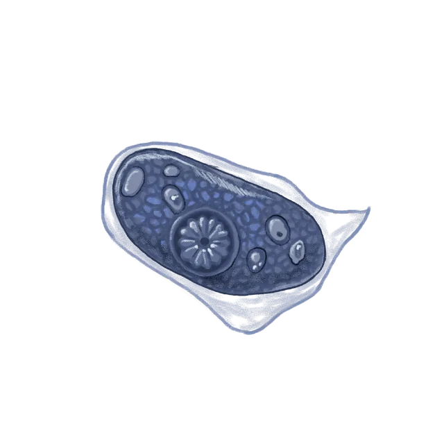 Parasitic amoeba (Entamoeba histolytica) scientific illustration
