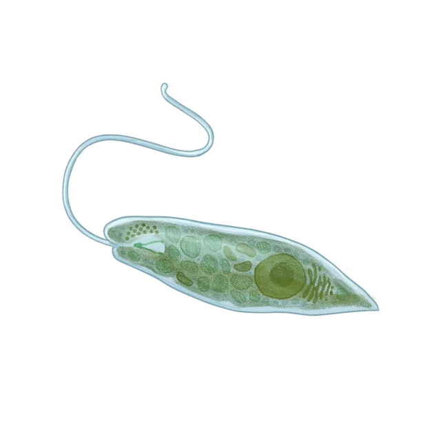 Alga (Euglena gracilis) scientific illustration