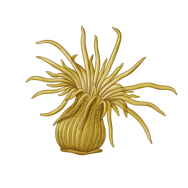 Pale anemone (Exaiptasia diaphana) scientific illustration