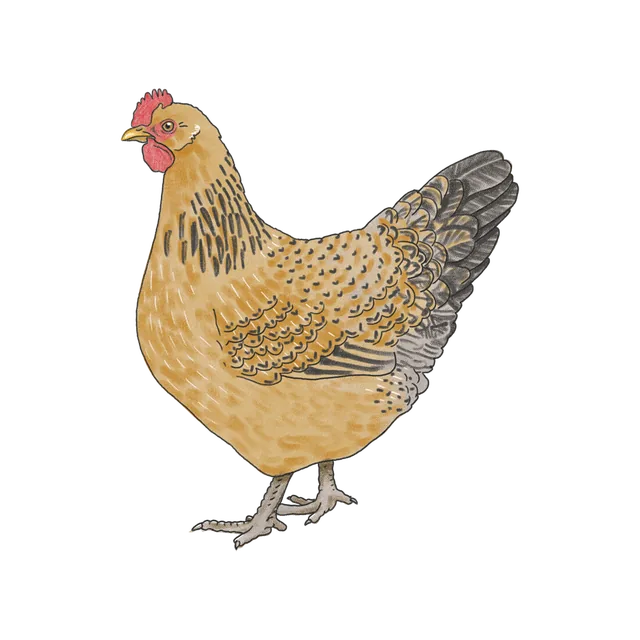 Chicken (Gallus gallus domesticus) scientific illustration