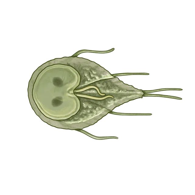 Intestinal parasite (Giardia intestinalis) scientific illustration