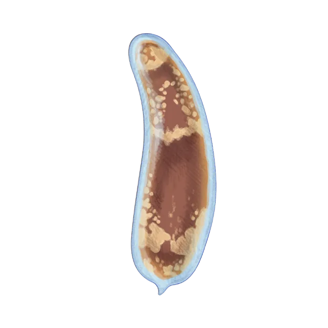 Three-banded panther worm (Hofstenia miamia) scientific illustration