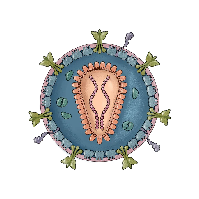HIV (Human immunodeficiency virus) scientific illustration