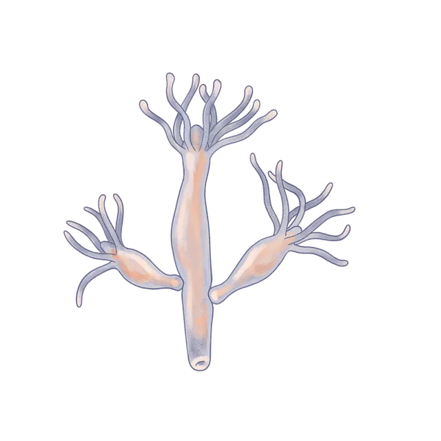 Hydra (Hydra vulgaris) scientific illustration