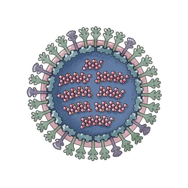 Flu virus (Influenza virus) scientific illustration
