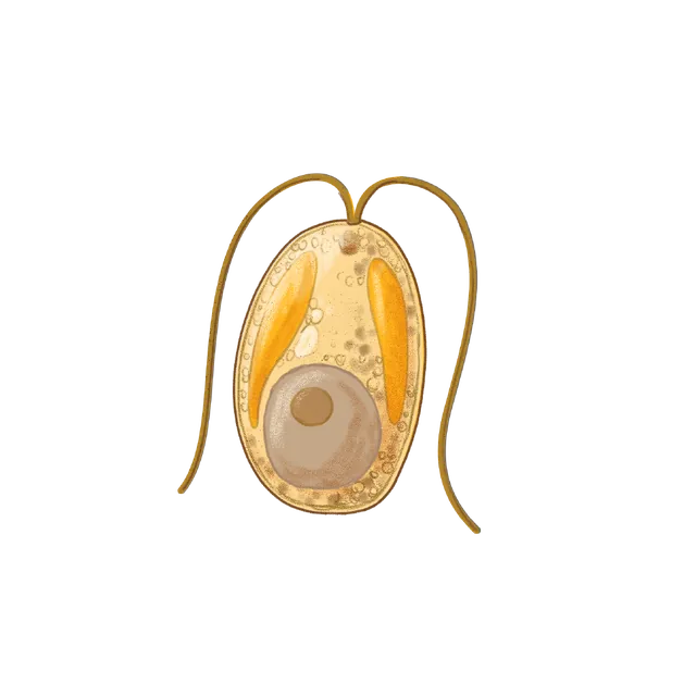 Planktonic alga (Isochrysis galbana) scientific illustration