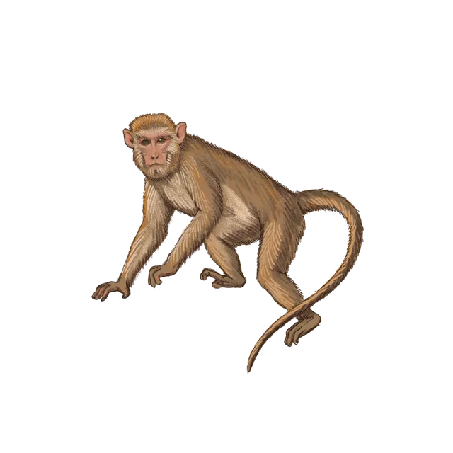 Rhesus macaque (Macaca mulatta) scientific illustration