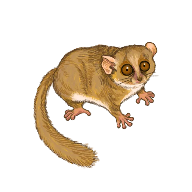 Gray mouse lemur (Microcebus murinus) scientific illustration