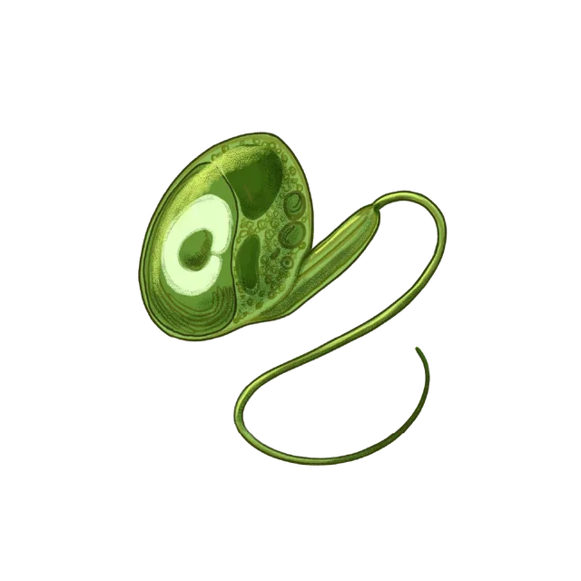 Picoplanktonic green alga (Micromonas commoda) scientific illustration