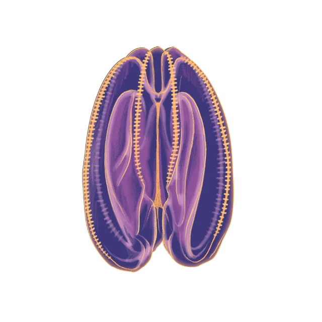 Sea walnut (Mnemiopsis leidyi) scientific illustration