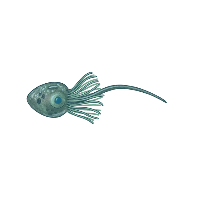 Choanoflagellate (Monosiga brevicollis) scientific illustration