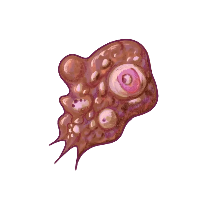 Amoeboflagellate (Naegleria gruberi) scientific illustration