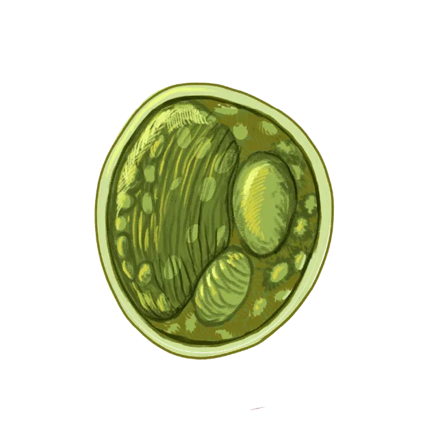 Alga (Nannochloropsis sp.) scientific illustration